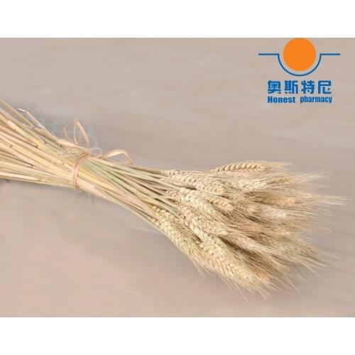 50pcs natural dried flower bouquets dried ear of wheat bouquets wheat ear Bunches Real Wheat Ear Flower for Wedding Party Decor