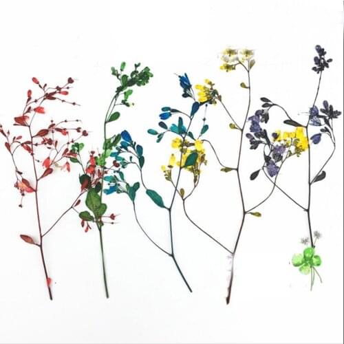 60pcs Dried Pressed Tang Songya with Stalks Flowers Plants Herbarium For Jewelry Postcard Phone Case Bookmark Craft DIY