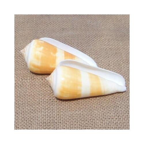 Natural Asura Conch Seashell Starfish Coral Wedding Gift Fish Tank Decoration Home decoration