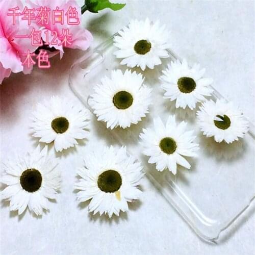60pcs Pressed Dried White Helipterum Flower Plant Herbarium For Jewelry Pendant Ring Earrings Flower Making Accessories