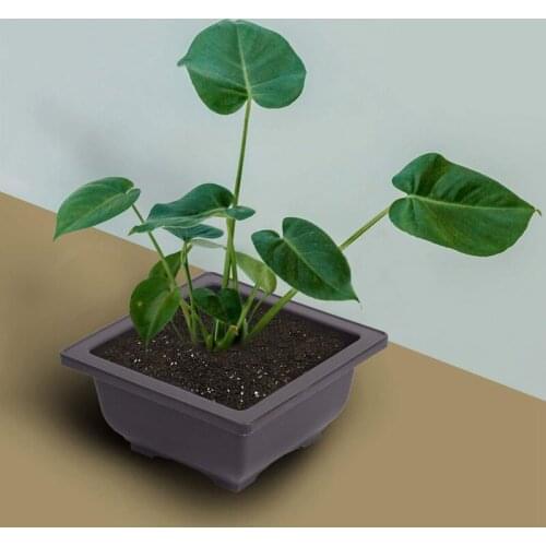 15 PCS Flower Pot Square Plastic Bonsai Training Pot Flower Succulent Flower Pot Container for Garden Interior 4.7 Inch