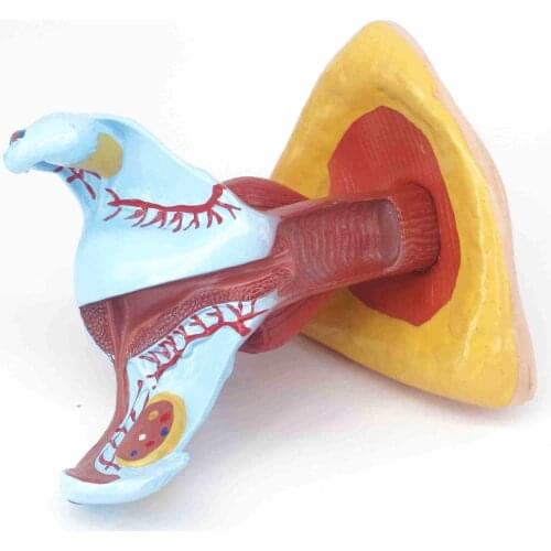 Life Size Human Female Perineum uterus Anatomy Anatomical Medical Model