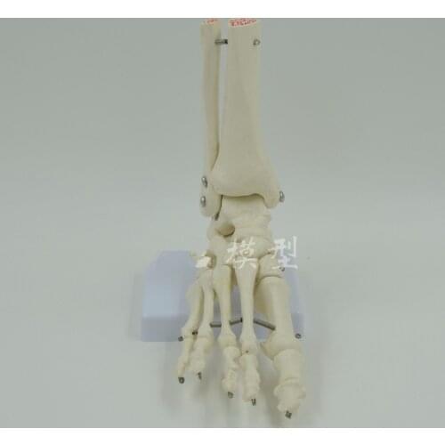 Life-Size Foot Joint Model human skeleton model Human Foot & Ankle Model - Life Size Anatomical Skeletal Model