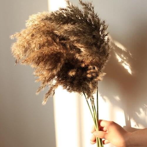 3/5/10 Pcs Real Dried Pampas Grass Decor Wedding Flower Bunch Natural Plants Decor Flowers Decoration Christmas Bouquet Ornament