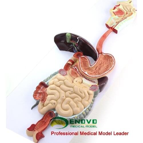 Digestive system gastrointestinal anatomical model gastrointestinal digestive system