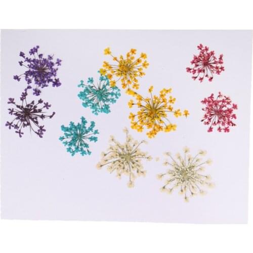 10x 1- 2cm Mini Pressed Dried Ammi Majus Flower For Resin Jewelry Crafts DIY photo frame decor art paper making gift packaging