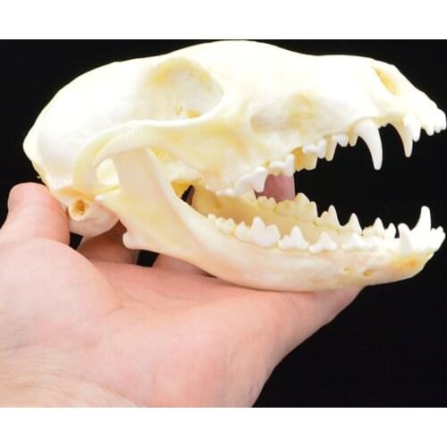 Complete Fox Skull Specimen Complete Teeth Bone Fast Skull Headdress Realistic Physiology Teaching Model Tool Home Decor Collect