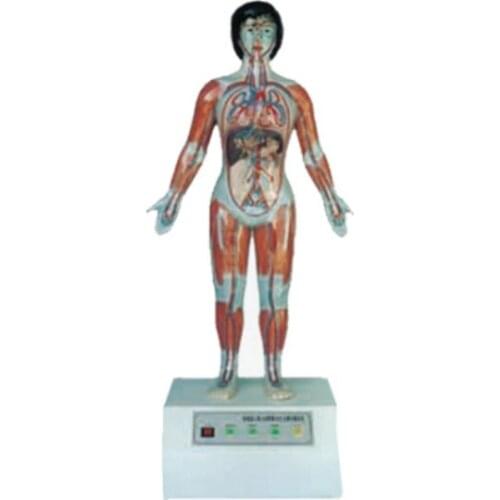 BIX-A1073 Microcomputer Human Cardiac Cycle And Big, Small Cycle Demonstration Instrument G155