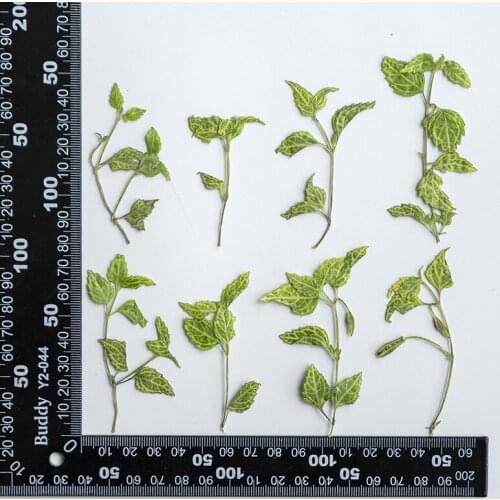 120pcs Pressed Dried Flower Green Leaf With Stem Herbarium Epoxy Jewelry Bookmark Phone Case Makeup Nail Art Craft DIY