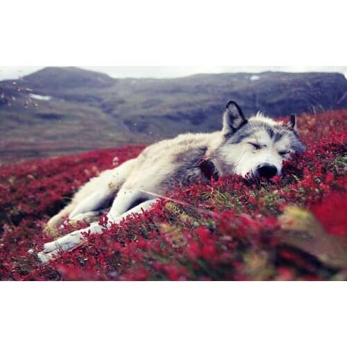 Grey Wolf Laying on Flowery Tundra Art print Silk poster Home Wall Decor