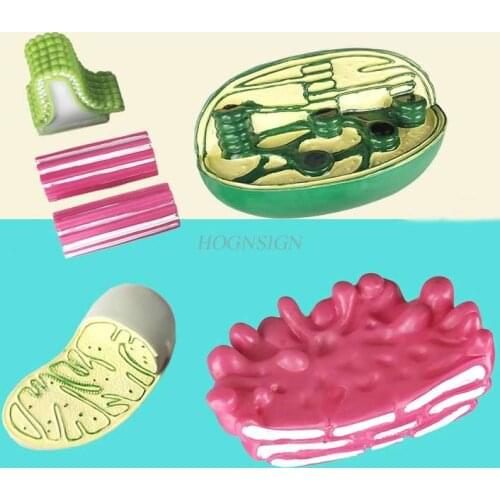 Science small production materials Various cell models organelle structure mitochondria chloroplast Golgi apparatus central body