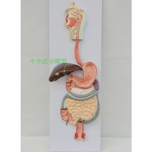 Digestive system model respiratory system liver stomach anatomy large intestine model rectal model gastroenterology