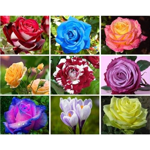 5D Diy Diamond Painting Cross Stitch "Colored rose flower" Home Decor Full Rhinestones Inlay Diamond Embroidery