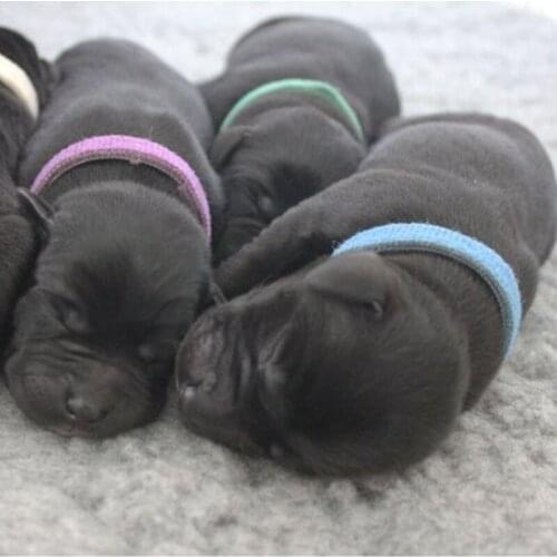 Pets Identification Velcro Collar Solid Simple Pets Basic Collars Puppy Collar Polyester Pet Supplies Dog Accessories Seat Belts