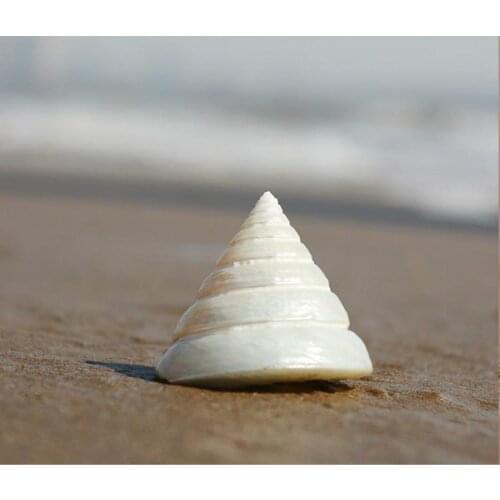 Spiral conch shells natural wedding ornaments home decorative landscaping aquarium crafts