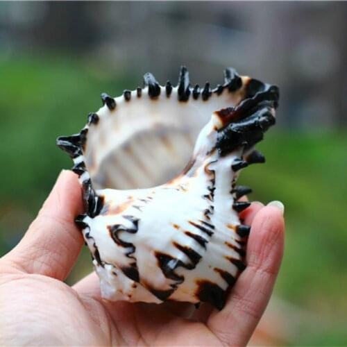 Shell Natural Big Snail Natural Family Home Decorations, Beach Theme Party Wedding Decor, DIY Crafts