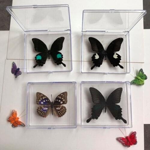 1PCS Natural Real Butterfly Specimen box Colorful Mixed Pretty Butterfly Education Teaching Home Decor Artwork Material gift DIY
