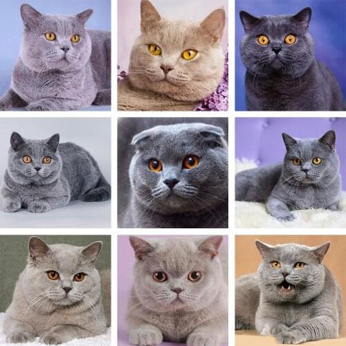 5D Cat Diamond Mosaic Full Drill Square Round Diamond Embroidery Animals Pet Picture Of Rhinestones Sale Cross Stitch Home Decor