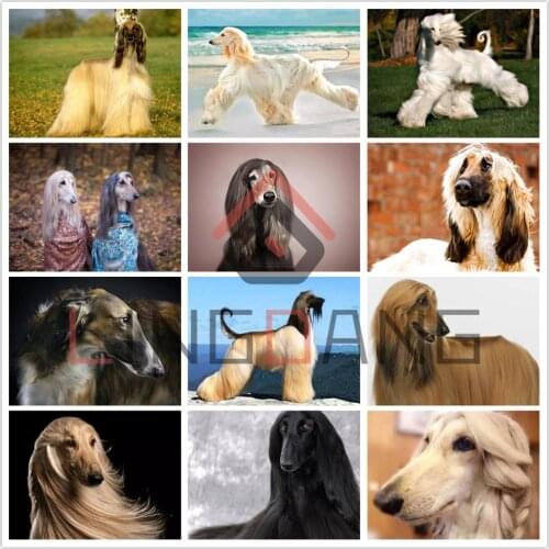 5D DIY Diamond Embroidery Animal Dog Afghan Hound Diamond Painting Full Square Round Drill Cross Stitch Mosaic Home Decor Gift