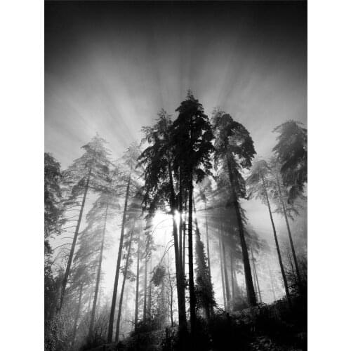 TREES LIGHT FOG BLACK WHITE Art print Silk poster Home Wall Decor