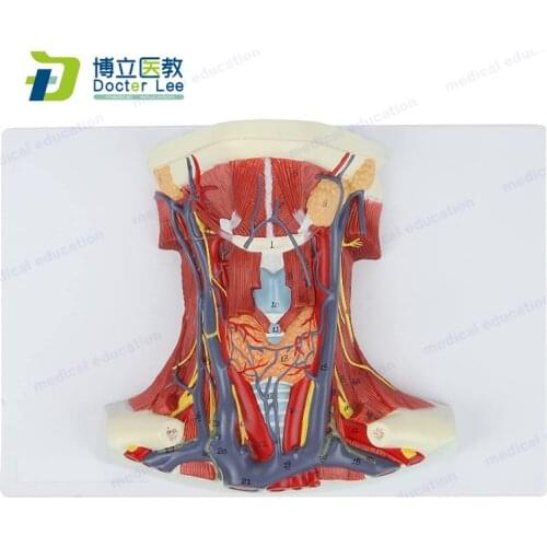 Human Neck and Throat Anatomy Model View Into Throat Showing Arteries, Veins, Muscles and Bones for Medical Teaching