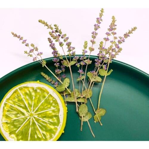 24pcs/5-10cm,Nature Pressed Rotala indica Willd,Mini flower branch blossom for DIY Wedding invitations Photo Bookmark Gift Card