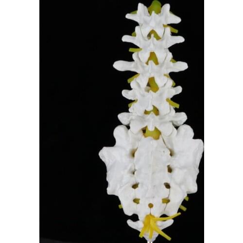 Human Lumbar Vertebrae with Sacrum & Coccyx Anatomy Model on Base, Life Size