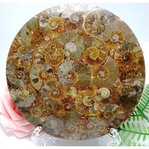 120mm Ammonite Fossil Slice Plate Natural Shell a compass MADAGASCAR fossil specimen crystal cup coaster healing ornament