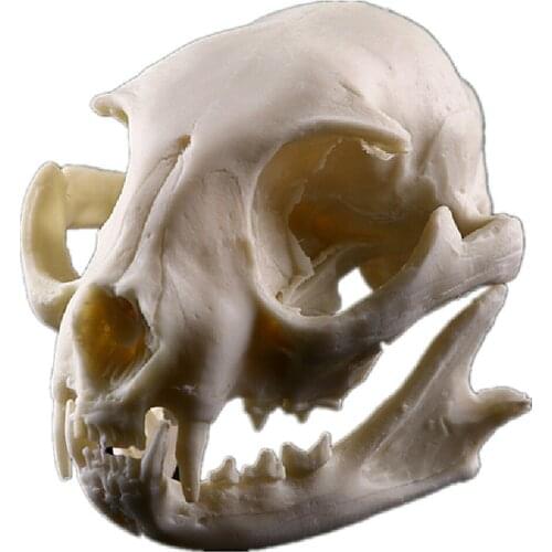 Resin cat skeleton sketch practice classroom teaching accessories Animal skull model
