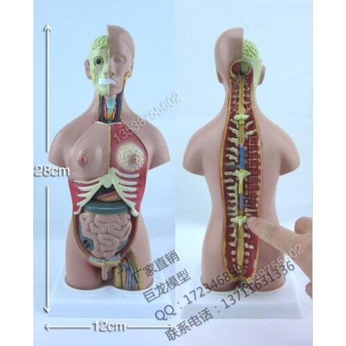 Free shipping mini human body model human torso 28cm human body