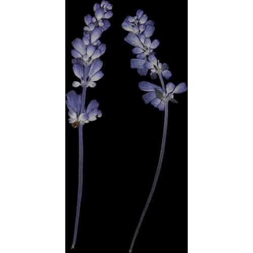 22PC Beautiful Pressed Violet & Sage Flower Dried For Art Craft Scrapbooking