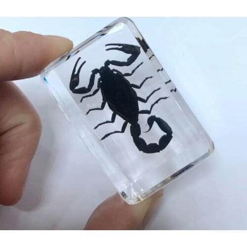 FREE SHIPPING Discount Sale Creative SO 3 Cool Specimen Books Tools Home Decorative Gift