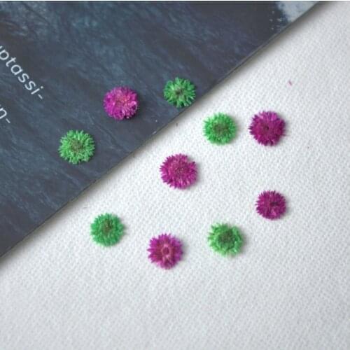 120pcs/5 Bag Small fragrance green dried flower diy glue phone case bookmark material embossed natural real flower