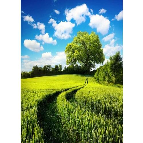 Grassland Tree Pathway Photography Backdrop Customized Fond Background Photo Studio for Baby Children Portrait Scenic Photophone