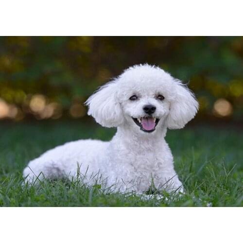 5d diamond painting Poodle Pet dog diamond Embroidery cross-stitch Full Square/ round Diamond Mosaic decoration Christmas FG1478