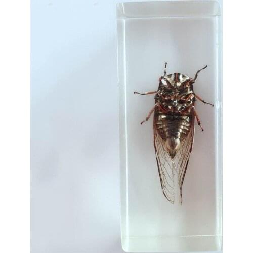 Biological Insect Specimens Real Cicadas Specimen Models Creative Resin Craftwork Cicadas Appearance Anatomy Teaching Aids