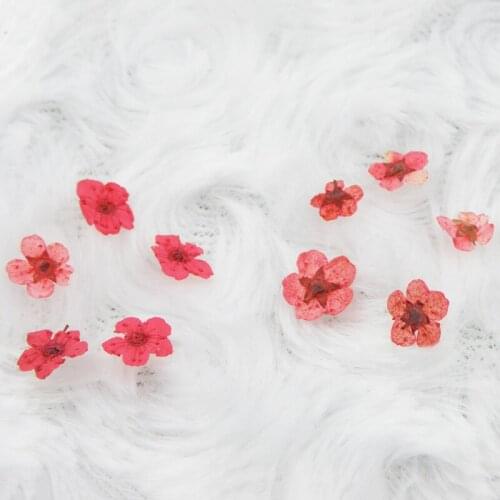 New 1 Set Nail Art Decoration Small Dried Flower DIY Manicure Accessories for Women Lady SCI88