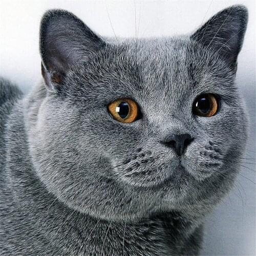 Animal Cat Printed 11CT Cross-Stitch Complete Kit Embroidery DMC Threads Handicraft Knitting Handmade Painting Sales