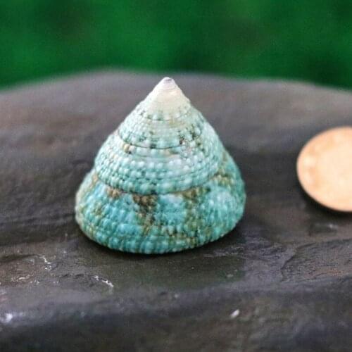 Green Tower Sea Snail Green Natural Shell Conch Fish Tank Landscape Shellfish Hermit Crab Shell Specimens Gifts Decoration Craft