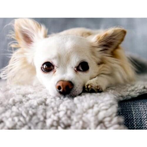 Diamond mosaic chihuahua puppy sale diamond painting cross stitch kits embroidery full rhinestone home decoration 5d diy L234