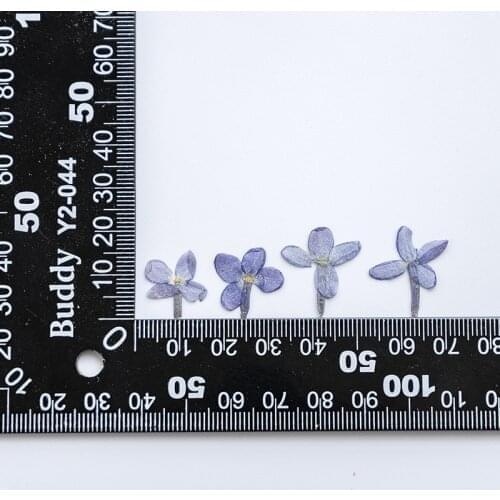 120pcs Pressed Dried Flower Syzygiumaromaticum Plants Herbarium For Nail Art Jewelry Bookmark Phone Case Invitation Card DIY