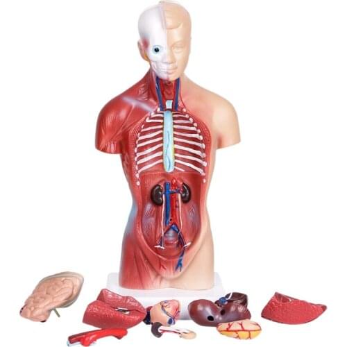 Human Torso Body Anatomy Model Heart Brain Skeleton School Educational 11Inch