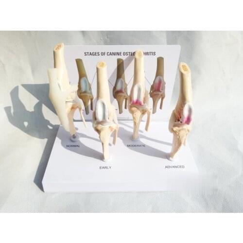 Veterinary Canine Osteoarthritis 4-stage Dog Knee Canine/Dog 4 Stage Knee Arthritis Anatomy Anatomical Model Skeleton