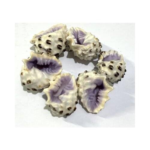 Rare conch purple mouth rock snail fish tank and crab tank landscape decoration collection of pure natural conch