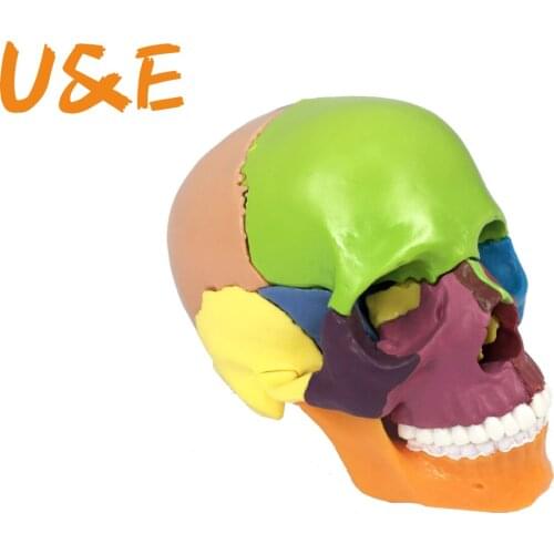 15pcs/set 4D Disassembled Color Skull Anatomical Model Detachable Medical Teaching Tool