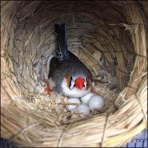 Artificial Birds Nest Simulation Eggs Model Micro Fairy Garden Decoration Miniature Figurine Toys Crafts Accessories