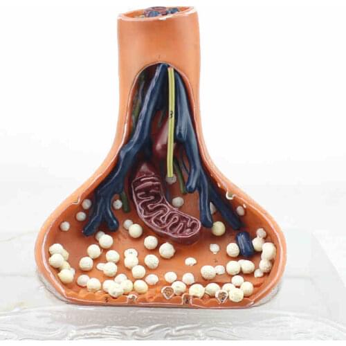Synapses model chemical synapse synapse medical anatomy of the human nervous system