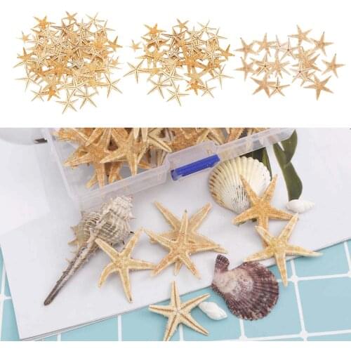 Natural Flat Tan Starfish Seashells Crafts Making Decor for Micro Landscape