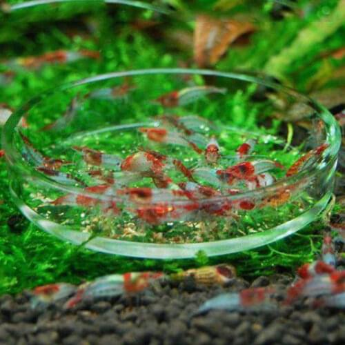 Clear Glass Shrimp Feeding Food Dish Feeder Tray Round Aquarium Feeding Bowls
