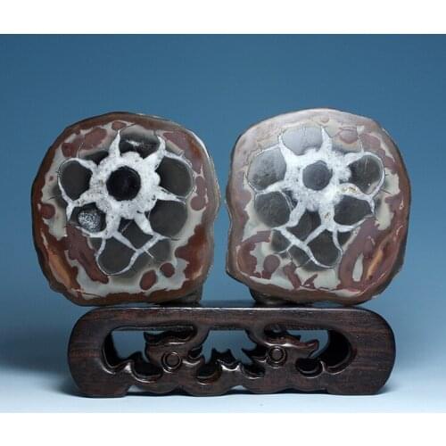 Goods imported outside Turtle specimens teaching specimens sedimentary stone ornaments collectibles xgbs11